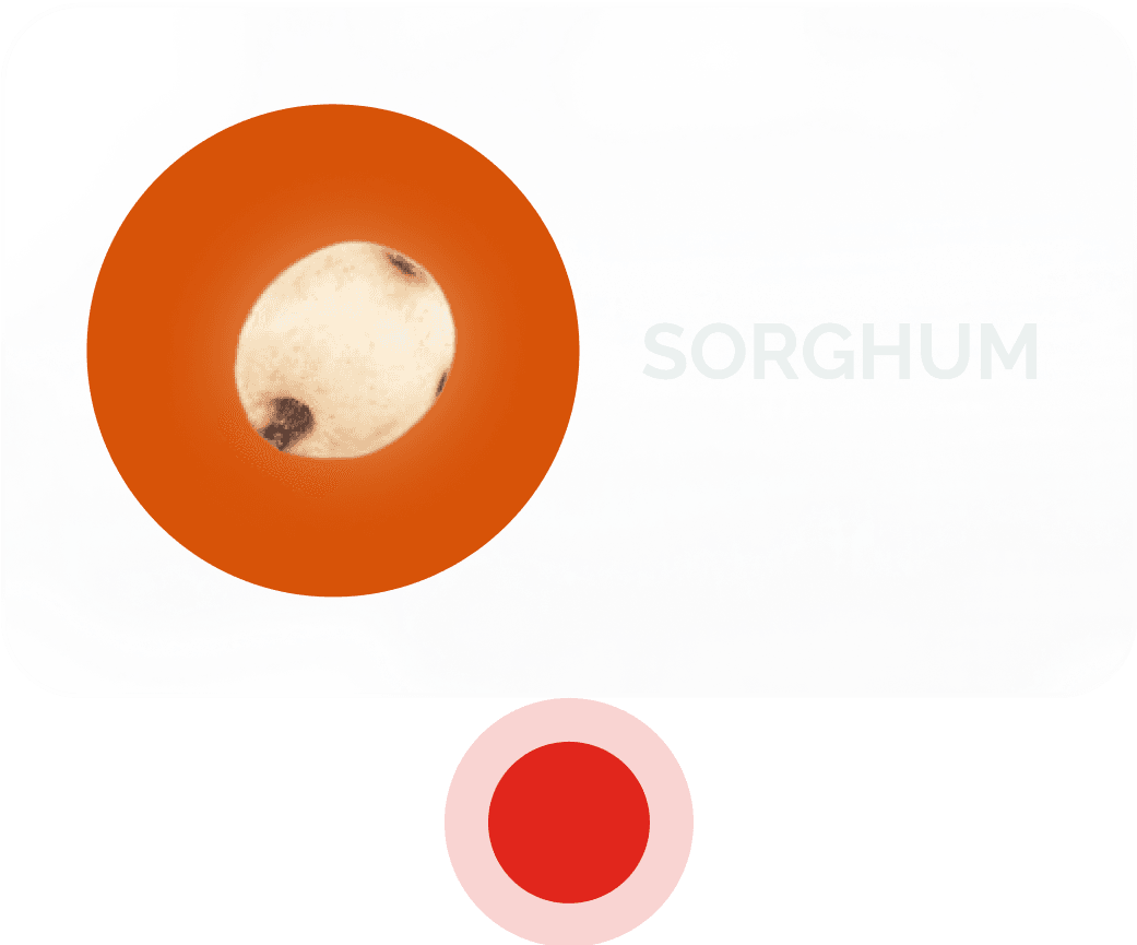 sorghum